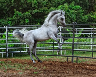 286252_237368209636619_100000903251521_696495_5037907_o